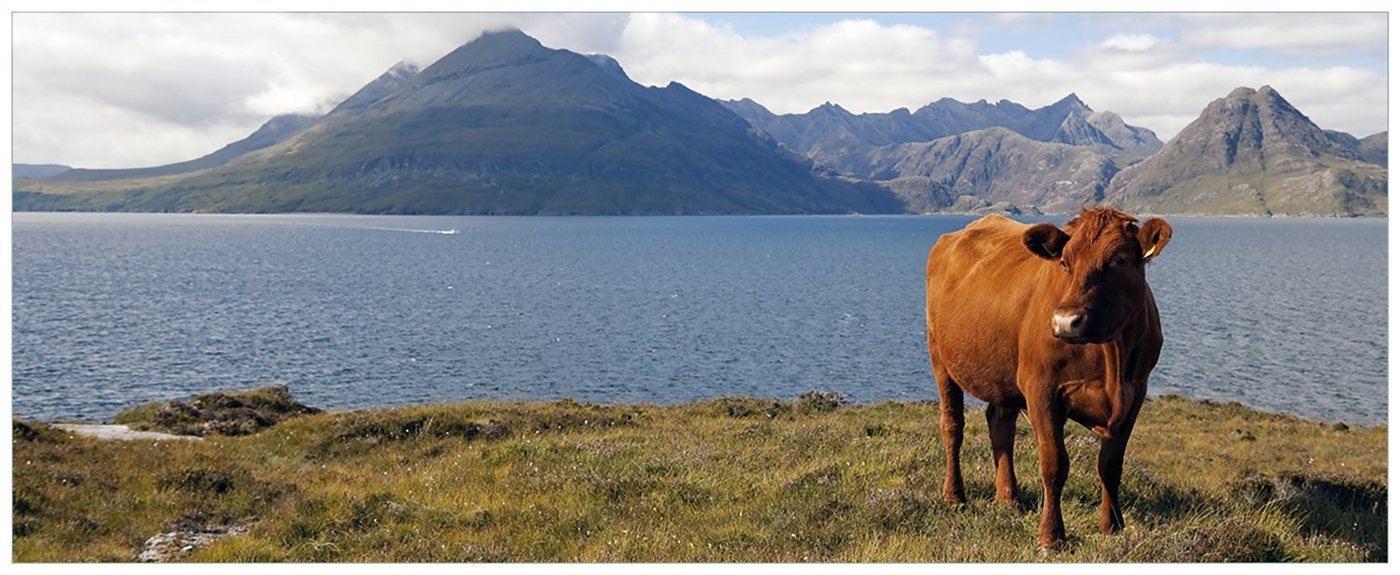 Wallario Acrylglasbild, Kuh in den Bergen, in verschiedenen Ausführungen von Wallario