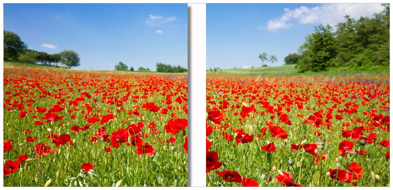 Wallario Acrylglasbild, Mohnblumenfeld- rote Blumen unter blauem Himmel, in verschiedenen Ausführungen von Wallario