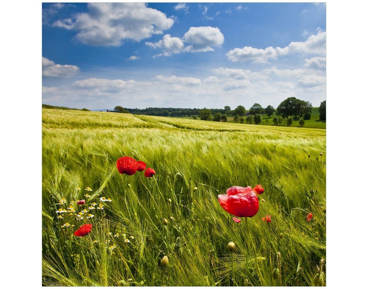 Wallario Acrylglasbild, Mohnblumenwiese auf grüner Wiese unter blauem Himmel, in verschiedenen Ausführungen von Wallario