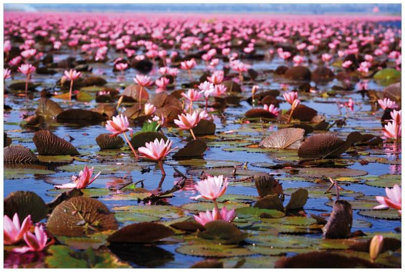 Wallario Acrylglasbild, Seerosenlandschaft mit rosa Blüten, in verschiedenen Ausführungen Wallario Acrylglasbild, Seerosenlandschaft mit rosa Blüten, in verschiedenen Ausführungen von Wallario
