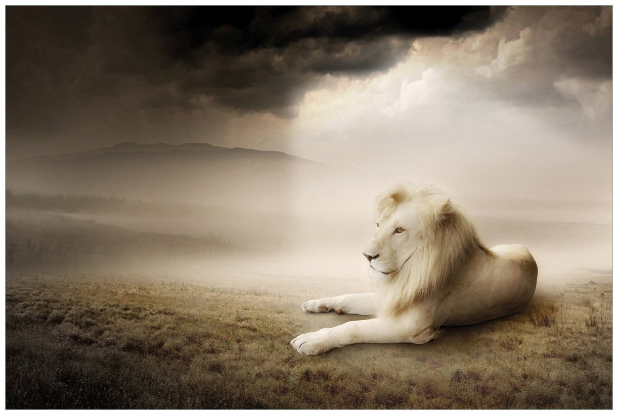 Wallario Acrylglasbild, Stattlicher ruhender Löwe in Afrika in Sepiafarben, in verschiedenen Ausführungen von Wallario