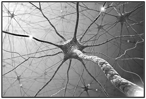 Wallario Black and White Edition - Wandbild Menschliche Nervenzelle - schwarz weiß in Premiumqualität, Poster mit schwarzem Rahmen, Größe: 61 x 91,5 cm von Wallario