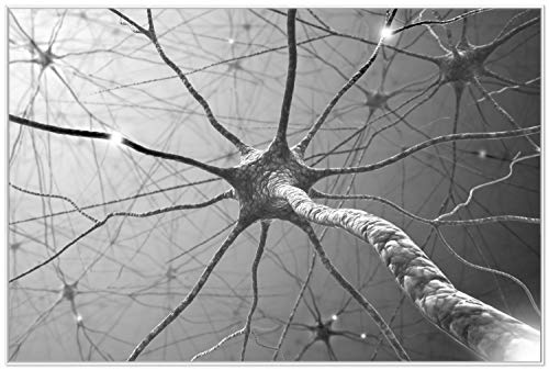 Wallario Black and White Edition - Wandbild Menschliche Nervenzelle - schwarz weiß in Premiumqualität, Poster mit weißem Rahmen, Größe: 61 x 91,5 cm von Wallario