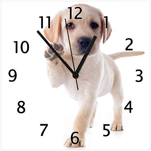 Wallario Design-Wanduhr Süßer Labrador-Welpe SAGT Hallo aus Glas, Motiv-Uhr Größe 30 x 30 cm, Schwarze Zeiger Wallario Design-Wanduhr Süßer Labrador-Welpe SAGT Hallo aus Glas, Motiv-Uhr Größe 30 x 30 cm, Schwarze Zeiger von Wallario
