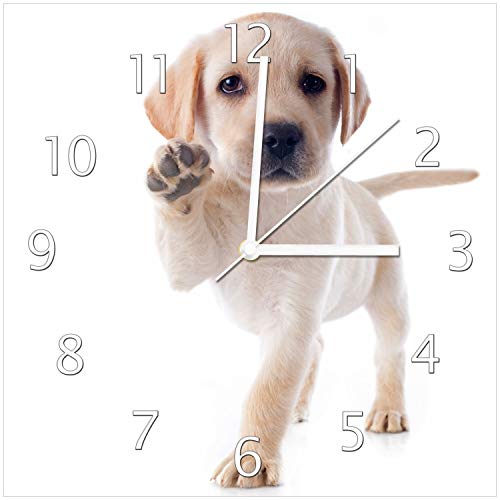 Wallario Design-Wanduhr Süßer Labrador-Welpe SAGT Hallo aus Glas, Motiv-Uhr Größe 30 x 30 cm, weiße Zeiger Wallario Design-Wanduhr Süßer Labrador-Welpe SAGT Hallo aus Glas, Motiv-Uhr Größe 30 x 30 cm, weiße Zeiger von Wallario