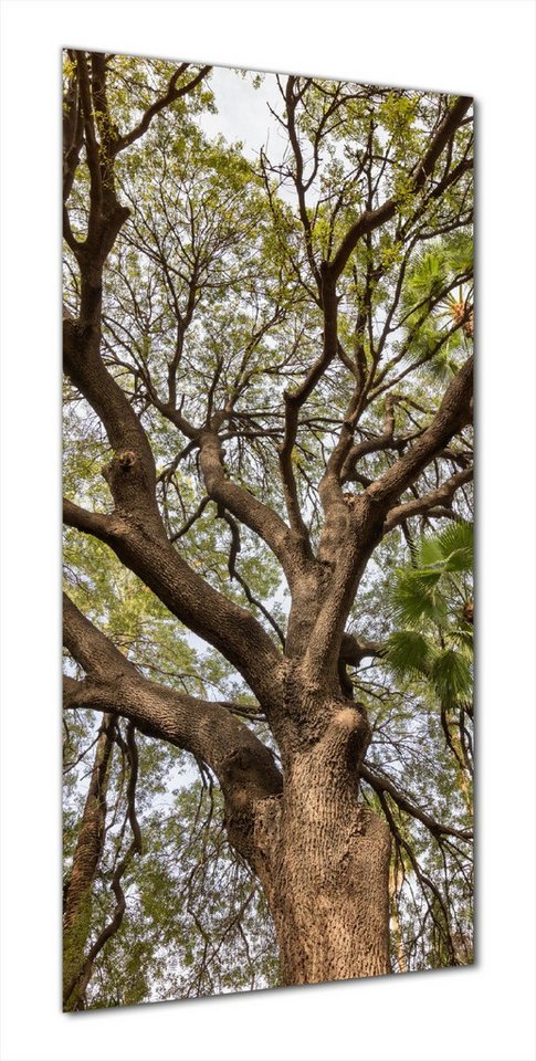 Wallario Duschrückwand Weit verzweigter Baum mit Palmen - Ansicht aus der Froschperspektive, (1-tlg) von Wallario