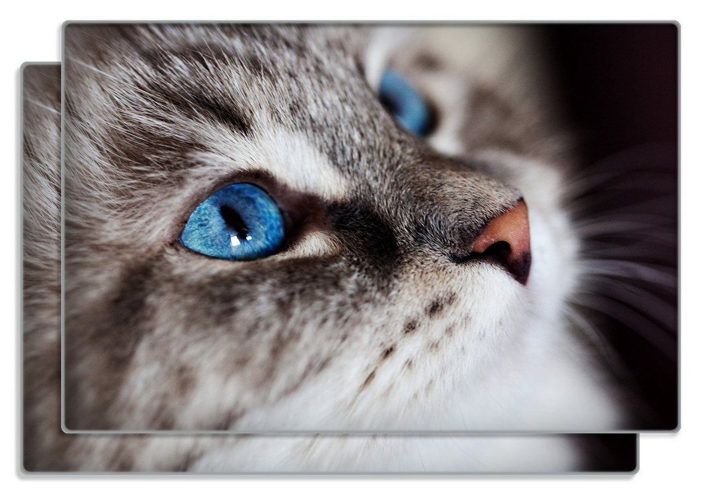 Wallario Frühstücksbrett Katze mit strahlend blauen Augen, ESG-Sicherheitsglas, (inkl. rutschfester Gummifüße 4mm, 2-St), 20x30cm von Wallario