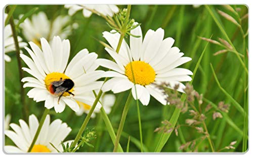Wallario Frühstücksbrettchen aus Glas, Glasunterlage, Glasbrettchen Margeritenwiese, Größe 14 x 23 cm, Sicherheitsglas Wallario Frühstücksbrettchen aus Glas, Glasunterlage, Glasbrettchen Margeritenwiese, Größe 14 x 23 cm, Sicherheitsglas von Wallario