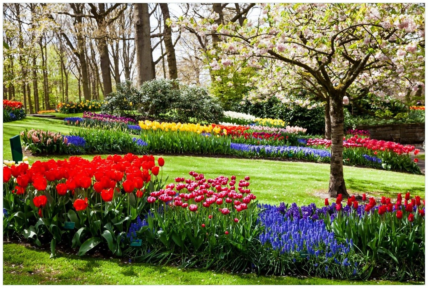 Wallario Glasbild, Bunte Blumen und Kirsch-Baum im Park blühen im Frühling, in verschiedenen Ausführungen von Wallario