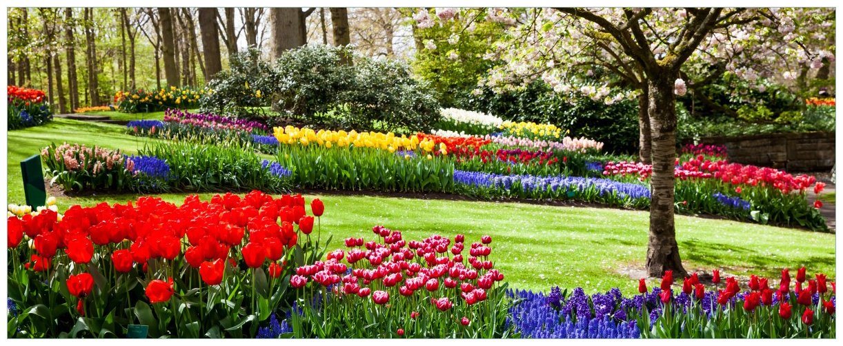 Wallario Glasbild, Bunte Blumen und Kirsch-Baum im Park blühen im Frühling, in verschiedenen Ausführungen von Wallario