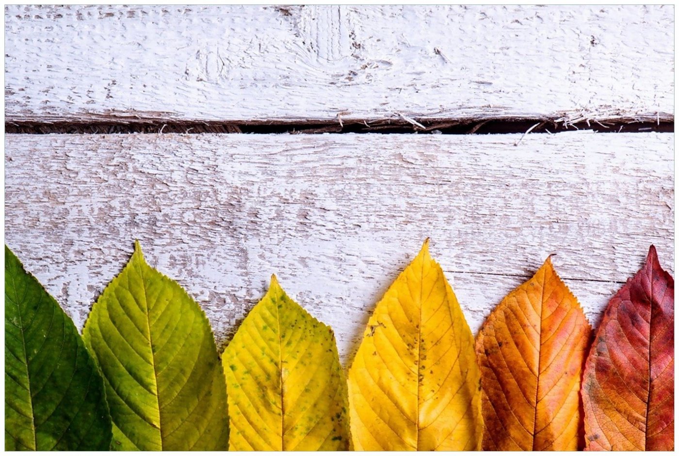 Wallario Glasbild, Bunte Herbstblätter auf hellem Holz, in verschiedenen Ausführungen von Wallario