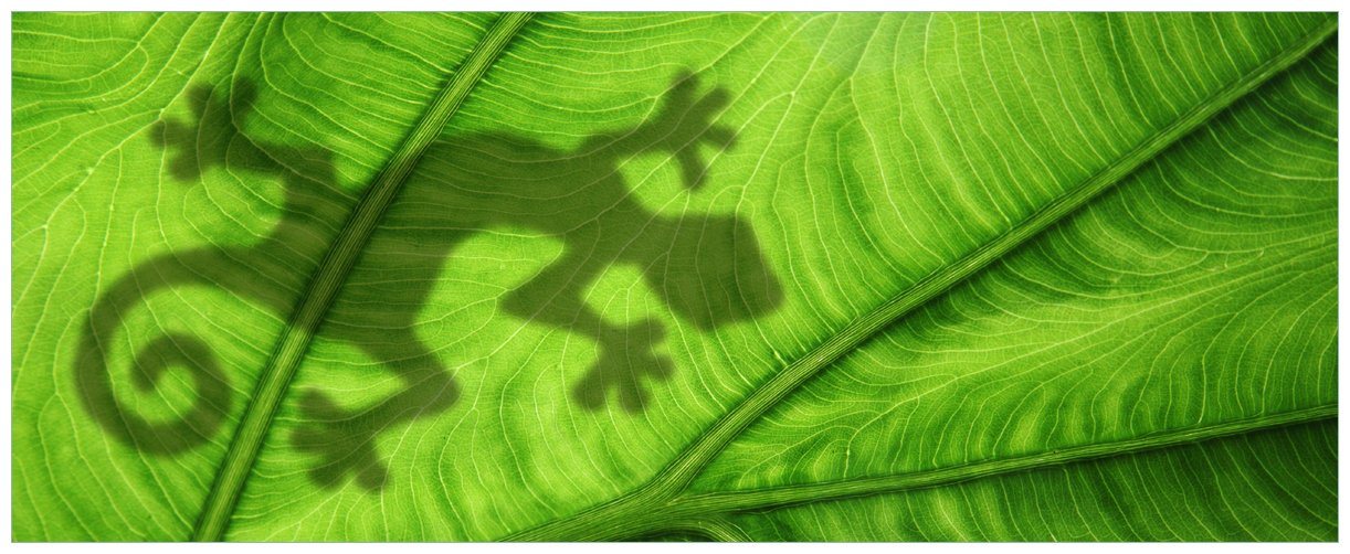 Wallario Glasbild, Gecko Schatten auf grünem Blatt - Umriss, in verschiedenen Ausführungen von Wallario