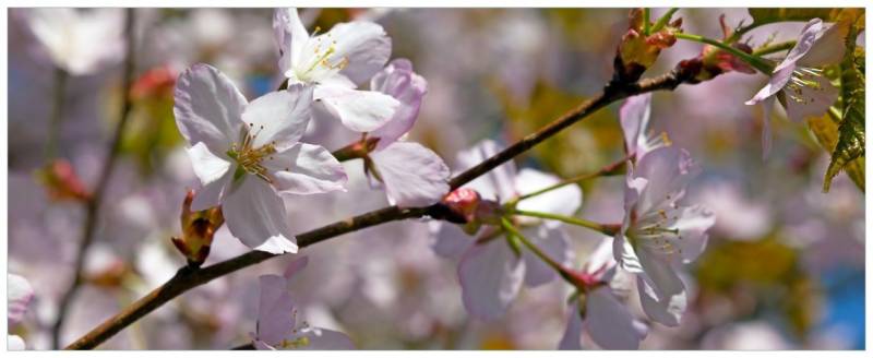 Wallario Glasbild, Kirschblüten in zartem Rosa - Frühling im Garten, in verschiedenen Ausführungen von Wallario
