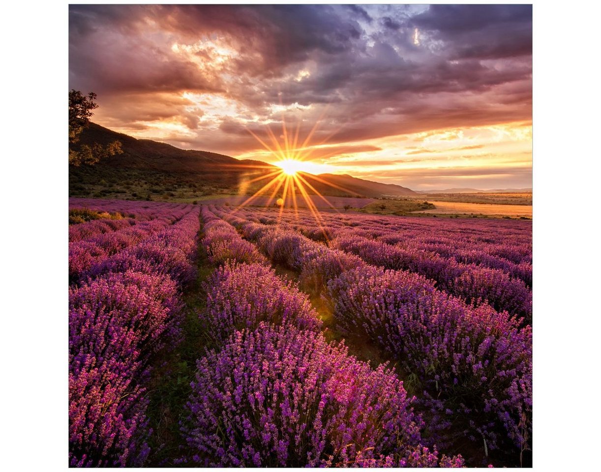 Wallario Glasbild, Lavendelfeld bei Sonnenuntergang - Sonnenstrahlen, in verschiedenen Ausführungen von Wallario