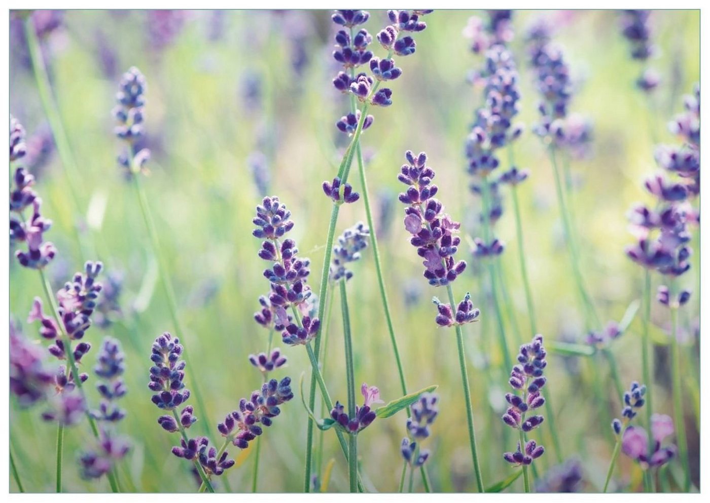 Wallario Glasbild, Lila Blumenfreude - Violette Pflanzen auf der Wiese, in verschiedenen Ausführungen von Wallario