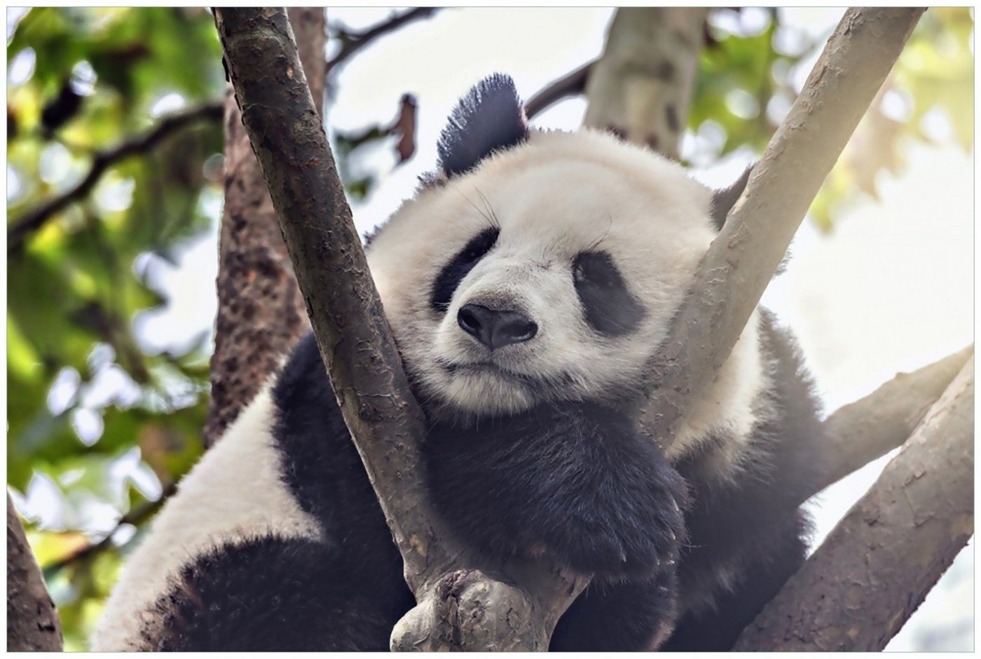 Wallario Glasbild, Schlafender Panda in einem Baum, in verschiedenen Ausführungen von Wallario