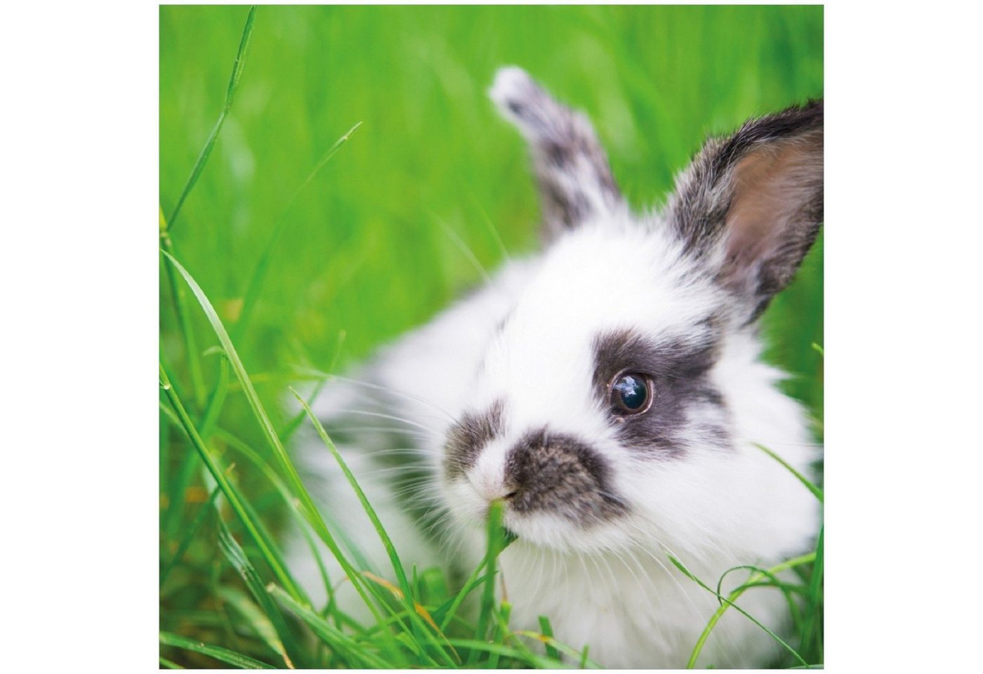 Wallario Glasbild, Süßer Hase im grünen Gras, in verschiedenen Ausführungen von Wallario