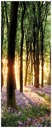 Wallario Glasbild Blaue Hasenglöckchen im Wald mit Sonnenstrahlen - 50 x 125 cm Wandbilder Glas in Premium-Qualität: Brillante Farben, freischwebende Optik von Wallario