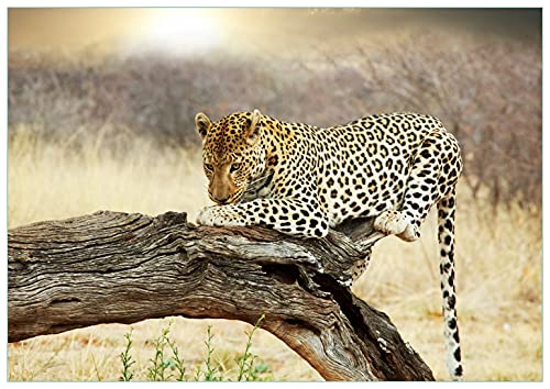 Wallario Glasbild Leopard auf Baumstamm in Afrika - 70 x 100 cm Wandbilder Glas in Premium-Qualität: Brillante Farben, freischwebende Optik von Wallario