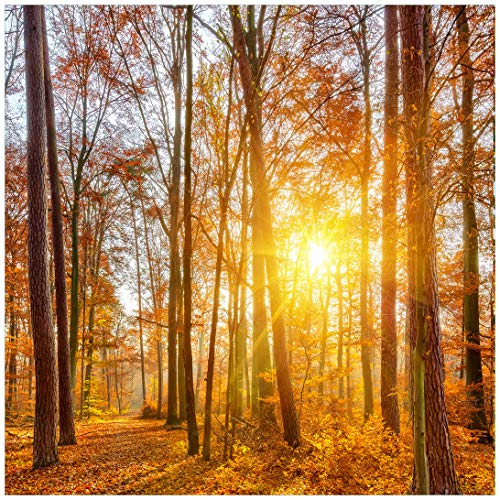 Wallario Glasbild Sonnenuntergang im herbstlichen Wald - 50 x 50 cm Wandbilder Glas in Premium-Qualität: Brillante Farben, freischwebende Optik von Wallario