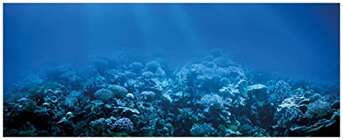 Wallario Glasbild Unterwasserwelt Meer - 32 x 80 cm Wandbilder Glas in Premium-Qualität: Brillante Farben, freischwebende Optik von Wallario