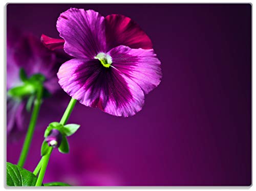 Wallario Glasunterlage/Schneidebrett aus Glas, Lila Stiefmütterchen, Größe 30 x 40 cm, Kratzfest, aus Sicherheitsglas Wallario Glasunterlage/Schneidebrett aus Glas, Lila Stiefmütterchen, Größe 30 x 40 cm, Kratzfest, aus Sicherheitsglas von Wallario