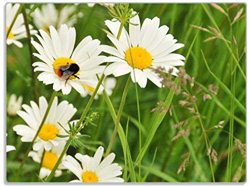 Wallario Glasunterlage/Schneidebrett aus Glas, Margeritenwiese, Größe 30 x 40 cm, Kratzfest, aus Sicherheitsglas von Wallario