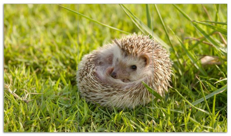 Wallario Herd-Abdeckplatte Eingerollter Igel im Gras, ESG-Sicherheitsglas, (Glasplatte, 3 tlg., inkl. 5mm Noppen), verschiedene Größen von Wallario