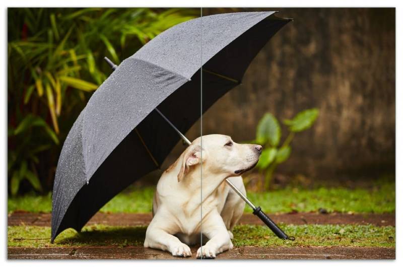 Wallario Herd-Abdeckplatte Hund unter einem Regenschirm, ESG-Sicherheitsglas, (Glasplatte, 2 tlg., inkl. 5mm Noppen), verschiedene Größen von Wallario
