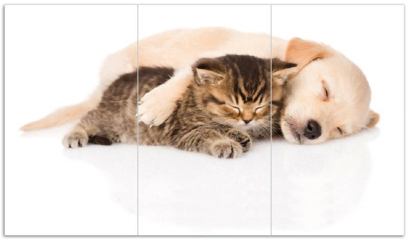 Wallario Herd-Abdeckplatte Katze und Hund in Harmonie - Kuschelnde Tiere, ESG-Sicherheitsglas, (Glasplatte, 3 tlg., inkl. 5mm Noppen), verschiedene Größen von Wallario