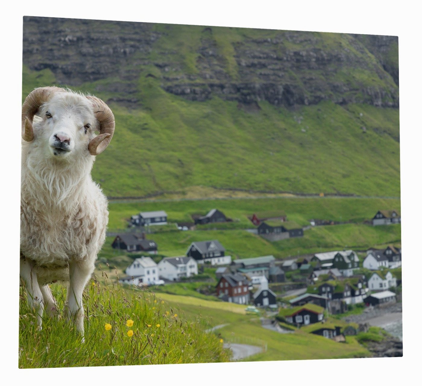 Wallario Herd-Abdeckplatte Wildes Schaf in der Natur, ESG-Sicherheitsglas, (Glasplatte, 1 tlg., inkl. 5mm Noppen), verschiedene Größen von Wallario