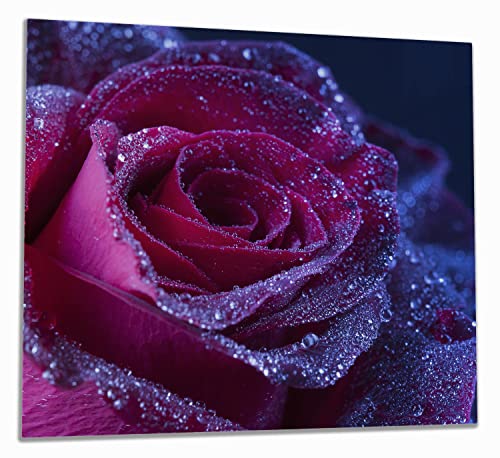 Wallario Herdabdeckplatte/Spritzschutz aus Glas, 1-teilig, 60x52cm mit 13mm hohen Füßen, für Ceran- und Induktionsherde, Rote Rosenblüte im Regen von Wallario