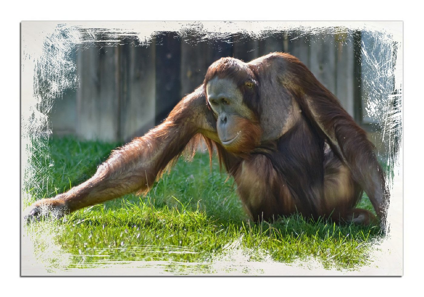 Wallario Holzbild, Sitzender Orang-Utan im Gras, in verschiedenen Ausführungen von Wallario