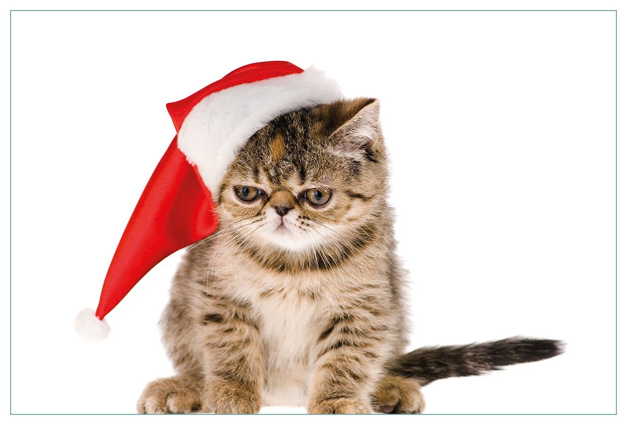 Wallario Küchenrückwand Ich hasse Weihnachten - mürrische Katze mit Weihnachtsmütze, (1-tlg) von Wallario