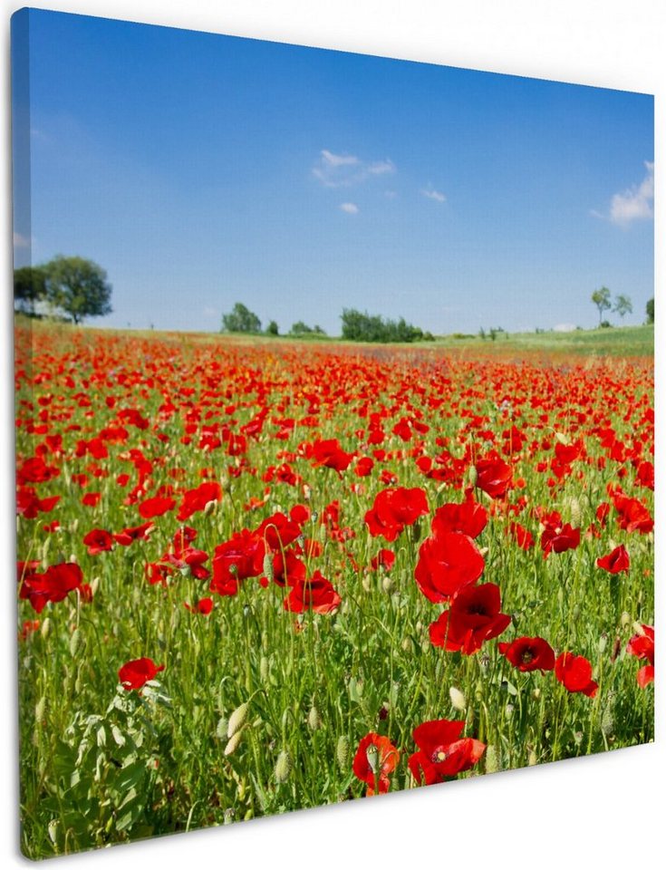 Wallario Leinwandbild, Mohnblumenfeld- rote Blumen unter blauem Himmel, in verschiedenen Ausführungen von Wallario