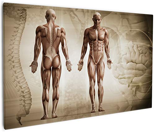 Wallario Leinwandbild Anatomie Mensch II - Wandbild 60 x 90 cm: Kunstdruck | Brillante lichtechte Farben | hochauflösend | verzugsfrei von Wallario