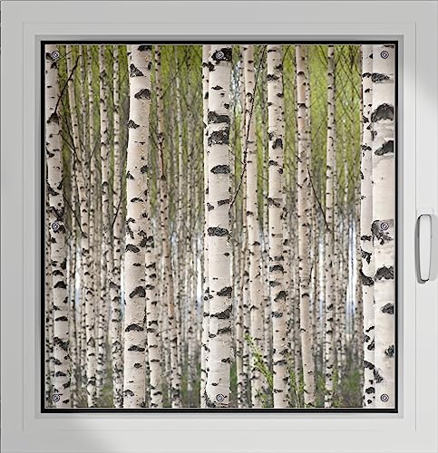 Wallario Lichtschutzbild, Dekorativer Sichtschutz Sonnenschutz 96 x 100 cm mit Motiv: Birkenwald - Baumstämme in schwarz weiß - Verdunklungsrollo ohne Bohren von Wallario