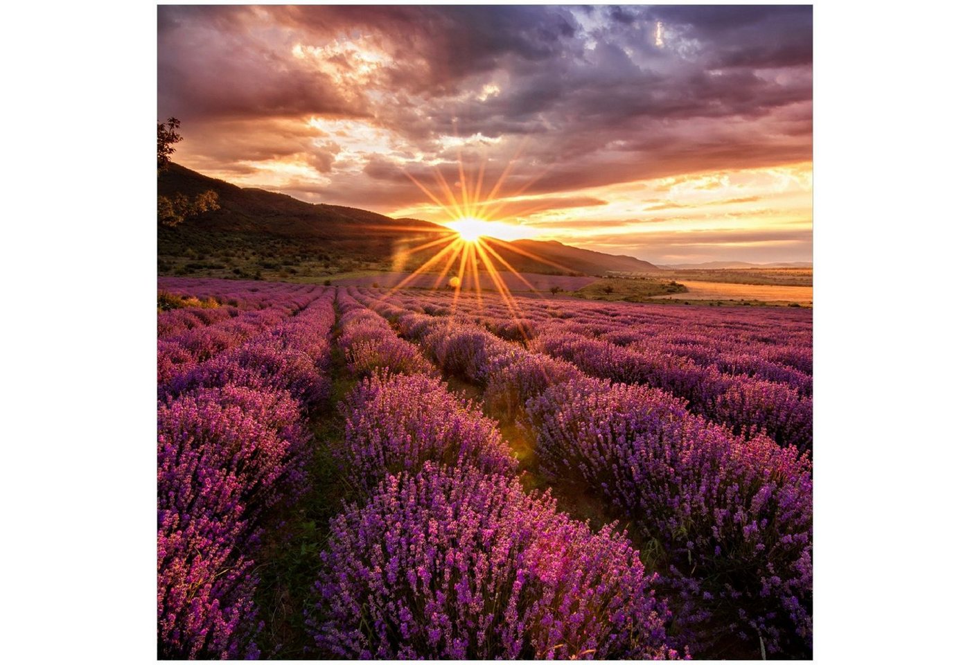 Wallario Memoboard Lavendelfeld bei Sonnenuntergang - Sonnenstrahlen von Wallario