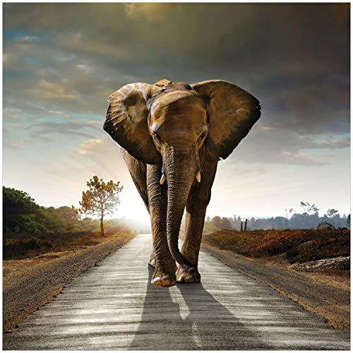 Wallario Memoboard aus Glas mit Motiv, Magnet-Tafel in 50 x 50 cm in Premium Qualität Elefant bei Sonnenaufgang in Afrika von Wallario