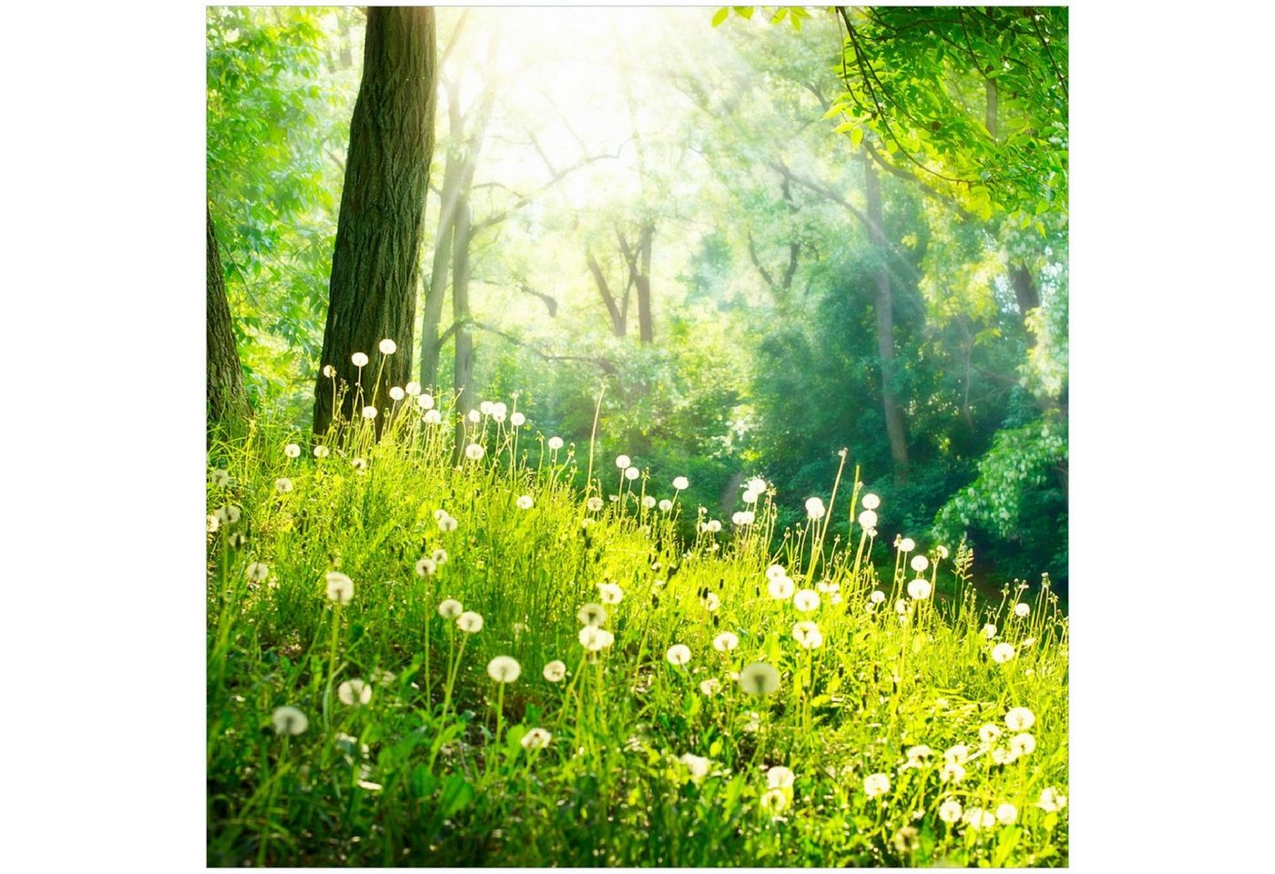 Wallario Memoboard Pusteblumen im Wald mit einfallenden Sonnenstrahlen von Wallario