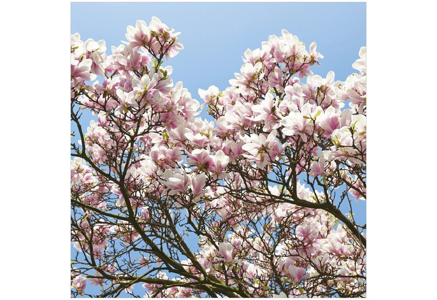 Wallario Memoboard Schöne rosa Magnolien-Blüten vor blauem Himmel von Wallario