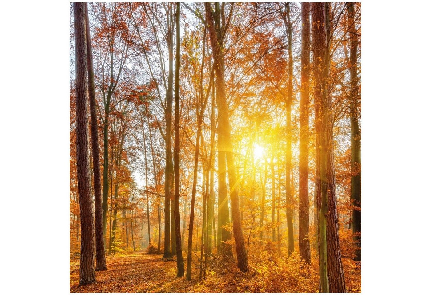 Wallario Memoboard Sonnenuntergang im herbstlichen Wald von Wallario