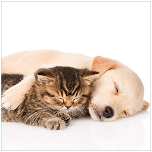 Wallario Möbelfolie selbstklebend/Aufkleber, Tischfolie geeignet für IKEA Lack Tisch - Möbeldeko Katze und Hund in Harmonie - Kuschelnde Tiere in 55 x 55 cm Wallario Möbelfolie selbstklebend/Aufkleber, Tischfolie geeignet für IKEA Lack Tisch - Möbeldeko Katze und Hund in Harmonie - Kuschelnde Tiere in 55 x 55 cm von Wallario