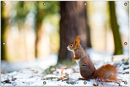 Wallario Outdoor-Poster für Garten oder Balkon Neugieriges Eichhörnchen im verschneiten Wald, Motivbanner Größe: ca. 80 x 120 cm, Outdoor-Bild von Wallario