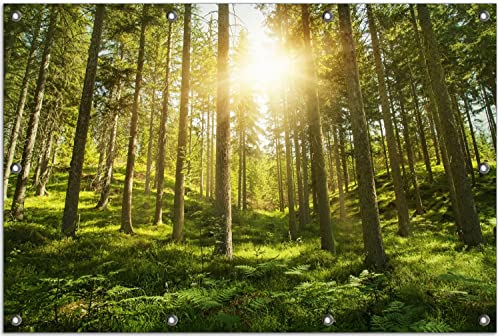 Wallario Outdoor-Poster für Garten oder Balkon Sonnenstrahlen im Nadelwald mit Moos und Farn, Motivbanner Größe: ca. 80 x 120 cm, Outdoor-Bild von Wallario