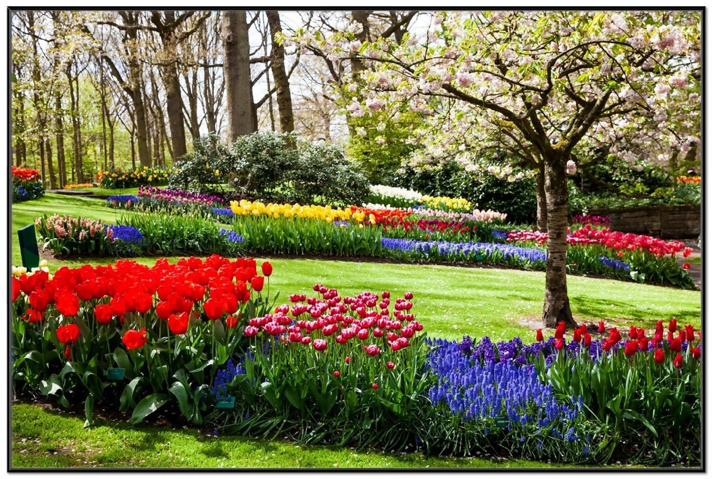 Wallario Poster, Bunte Blumen und Kirsch-Baum im Park blühen im Frühling, in verschiedenen Ausführungen von Wallario