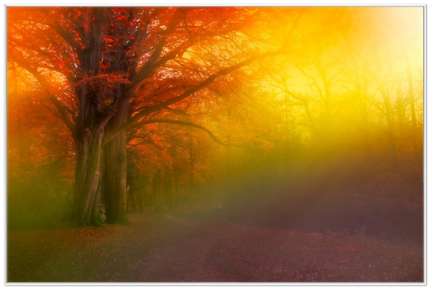 Wallario Poster, Bunter Herbst - Waldlandschaft bei Nebel in Regenbogenfarben, in verschiedenen Ausführungen von Wallario
