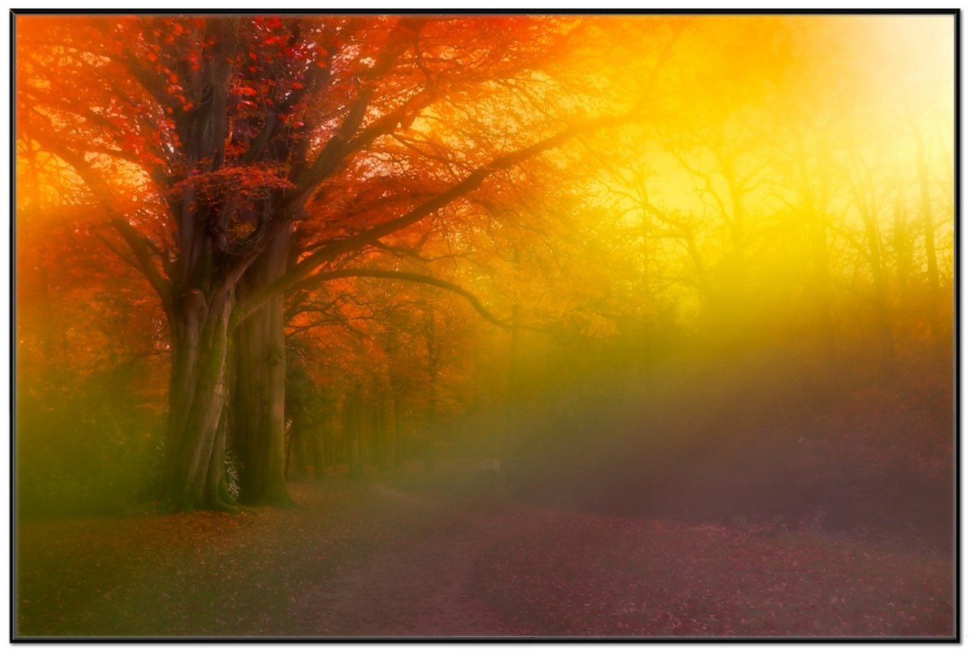 Wallario Poster, Bunter Herbst - Waldlandschaft bei Nebel in Regenbogenfarben, in verschiedenen Ausführungen von Wallario