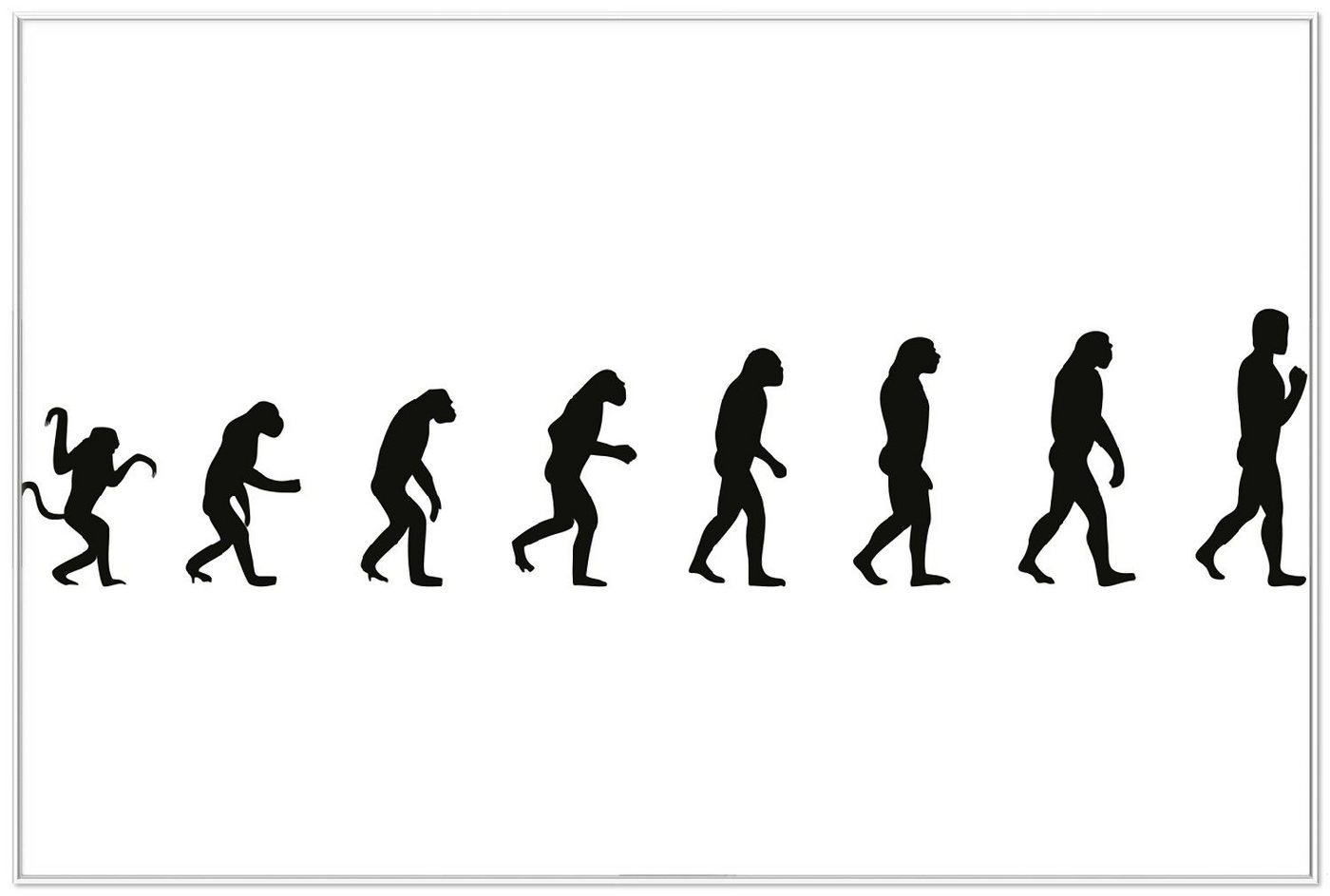 Wallario Poster, Evolution - Die Entwicklung des Menschen, in verschiedenen Ausführungen von Wallario
