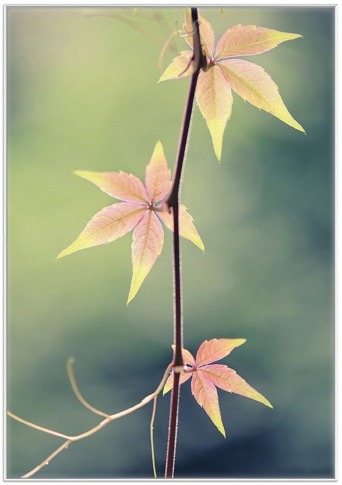 Wallario Poster, Herbstblume, in verschiedenen Ausführungen Wallario Poster, Herbstblume, in verschiedenen Ausführungen von Wallario